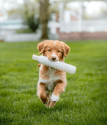 Spacious pet park
